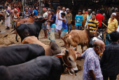 Cows are brought to the Gabtoli cattle market ahead of the Muslim festival of sacrifice, Eid al-Adha, in Dhaka
