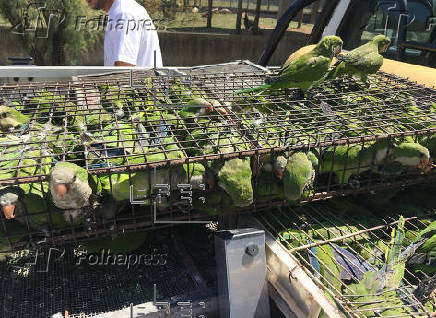 Zoos latinos exigen fin del tráfico ilegal de fauna: 90% de animales muere en el traslado