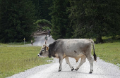 A bull walks around on an alpine pasture near Ehrwald