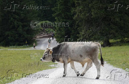 A bull walks around on an alpine pasture near Ehrwald