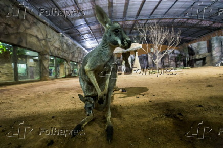 Cangurus que vieram do Texas (EUA), para o Aquário de São Paulo