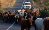 FILE PHOTO: A man herds cattle in Cato Ridge