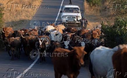 FILE PHOTO: A man herds cattle in Cato Ridge