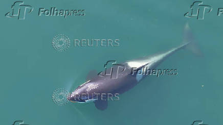 Researchers document a behavior called 