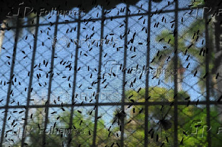 Cuban doctor builds insect farm to ease feed shortages and cut waste