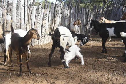Agropecuaria
