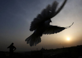 Abdel Rahman Ismael trains birds using free-flying techniques, in Cairo