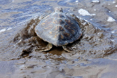 A green sea turtle named Solstice is released after six months of recovery, on Melenara Beach on the island of Gran Canaria