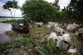 A man sails on a boat as cattle walk surrounded by water after flooding caused by the rise of the Solimoes River in the rural area of Manacapuru