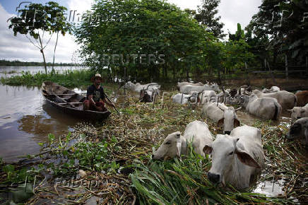 A man sails on a boat as cattle walk surrounded by water after flooding caused by the rise of the Solimoes River in the rural area of Manacapuru