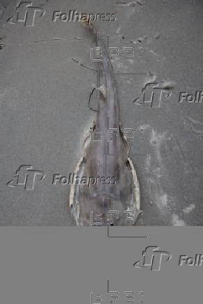 Marine life in South Australia harmed by a toxic algal bloom