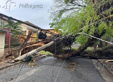 Árvore cai e derruba poste no bairro do Sumaré - SP