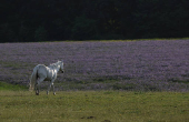 A horse grazes near a field of Lacy Phacelia in Chenies