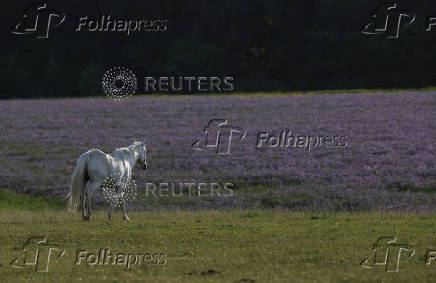 A horse grazes near a field of Lacy Phacelia in Chenies