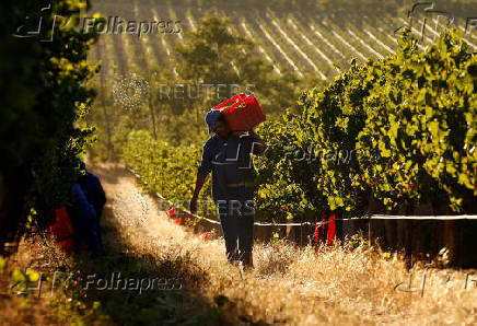 FILE PHOTO: Workers harvest grapes at the La Motte wine farm in Franschhoek near Cape Town
