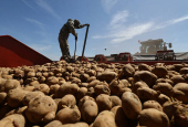 Farmers plant potatoes in a field outside Kolomna, Moscow region