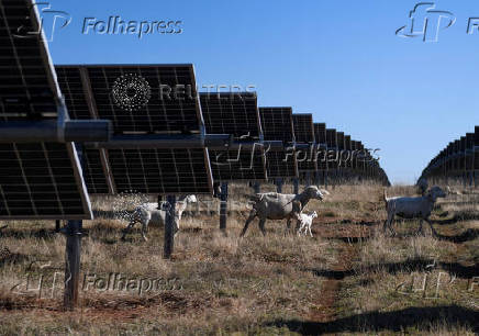 FILE PHOTO: Sheep graze under solar panels on a farm run by Chad Raines in Texas