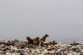 Kabul's stray dog population on the rise