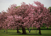 A woman walks along an avenue of blossoming Cherry trees in The Stray park in Harrogate, Britain