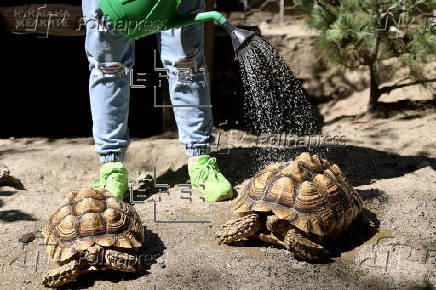 Animals at Skopje zoo receive frozen fruit amid heatwave
