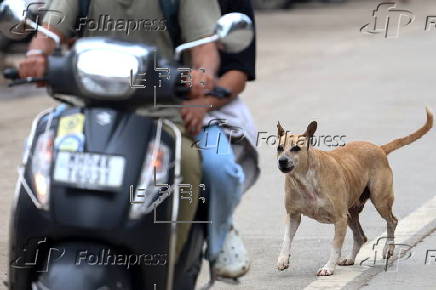 Supreme Court orders to move all stray dogs from Delhi-NCR to animal shelters