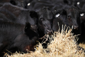 Angus beef cattle eat hay at Coombing Park farm in Carcoar