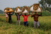 Bangladeshi labourers carry sacks of paddy after harvesting from the field in Munshiganj