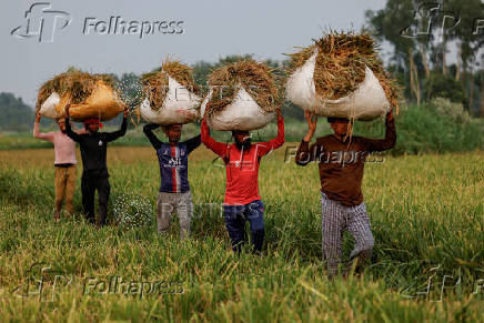 Bangladeshi labourers carry sacks of paddy after harvesting from the field in Munshiganj