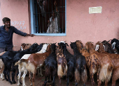 Vendors stand next to goats for sale as they wait for customers inside a livestock market ahead of the Eid al-Adha festival in Kolkata
