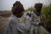 Man drinks water between harvesting corn during heatwave in Daska