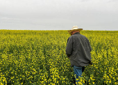 Canadian crops look good but resting on knife's edge at mid season