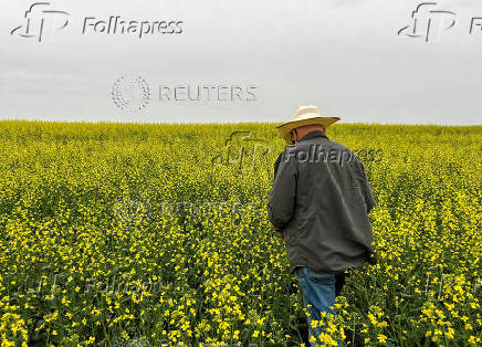 Canadian crops look good but resting on knife's edge at mid season