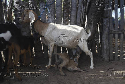 Agropecuaria