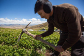 Leonel, el joven boliviano que lucha por preservar hasta 40 variedades de papas nativas
