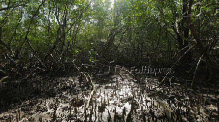 Área de manguezal em Ajuruteua, na região de Bragança (PA) 