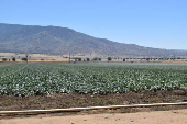 El miedo que se cosecha: jornaleros en California bajo las redadas migratorias