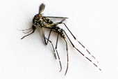 Mosquito da Dengue
