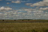 Cerrado - RR