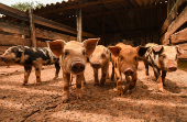Fazenda de criação de porcos em São José do Rio Pardo, em SP