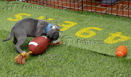 Folhapress - Fotos - Puppy Bowl 2024 in Austin, Texas