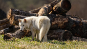 Genetically modified wolf juvenile, one of three successfully bred from edited dire wolf DNA by Colossal Biosciences