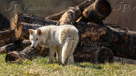 Genetically modified wolf juvenile, one of three successfully bred from edited dire wolf DNA by Colossal Biosciences