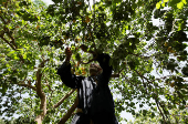 A worker collects apricots from the trees during the harvest season, in Al Qalyubia Governorate