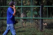 Outbreak of bird flu in Brazil