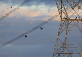 South Africa?s Blue Crane Battling Extinction Amidst Changing Landscapes
