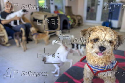 Animal NGO rescues homeless pets after owners deported from the US