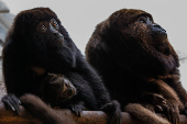 Macaco bugio no Cemacas