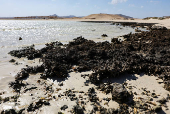 Seaweed and rocks are seen at Ras Hankorab beach, at southern Egypt's Red Sea coast in Marsa Alam