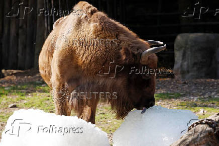 Prague zoo keeps animals cool with ice cubes