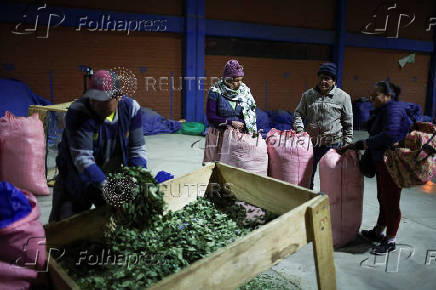 Inside a coca farm and market in Bolivia's countryside ahead of the general election